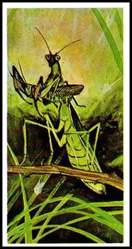 24 Praying Mantis